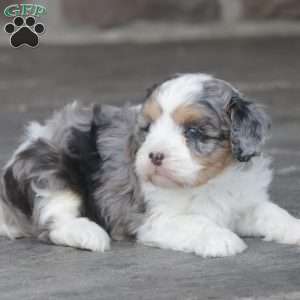 Fern, Cavapoo Puppy